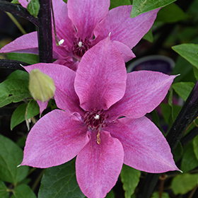Plant Photo 5