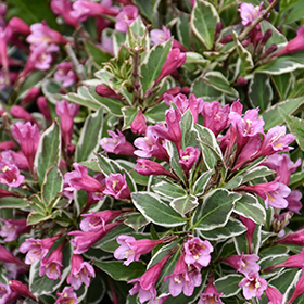 Plant Photo 10