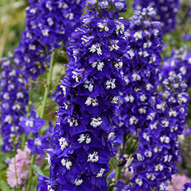 Plant Photo 1