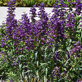 Plant Photo 10