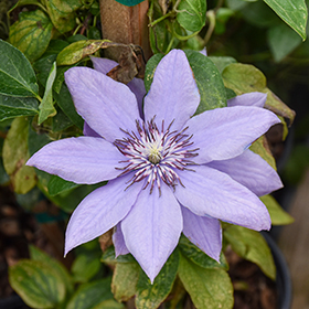 Plant Photo 4