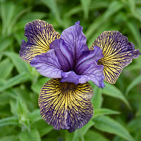 Plant Photo 6