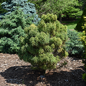 Plant Photo 1