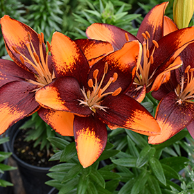 Plant Photo 7