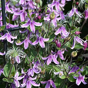 Plant Photo 3