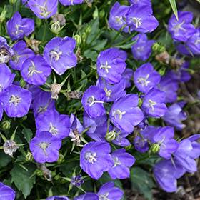 Plant Photo 5