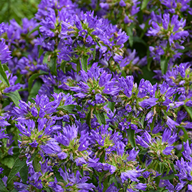 Plant Photo 2