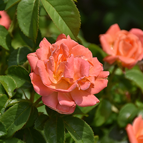 Plant Photo 3