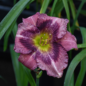 Plant Photo 8