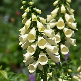 Plant Photo 5