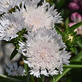 Plant Photo 9