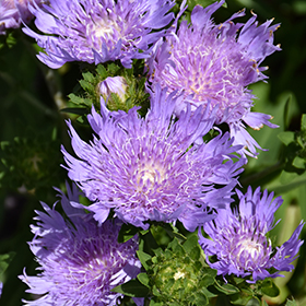 Plant Photo 8