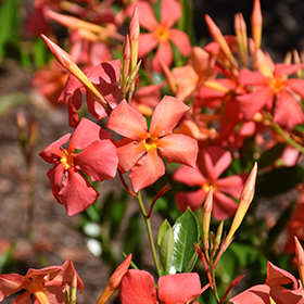 Plant Photo 6
