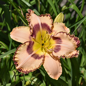 Plant Photo 9