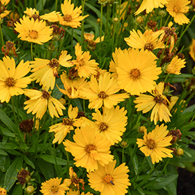 Plant Photo 7