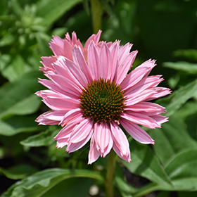 Plant Photo 8