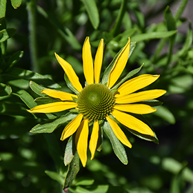 Plant Photo 1