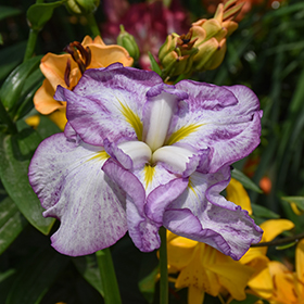 Plant Photo 7